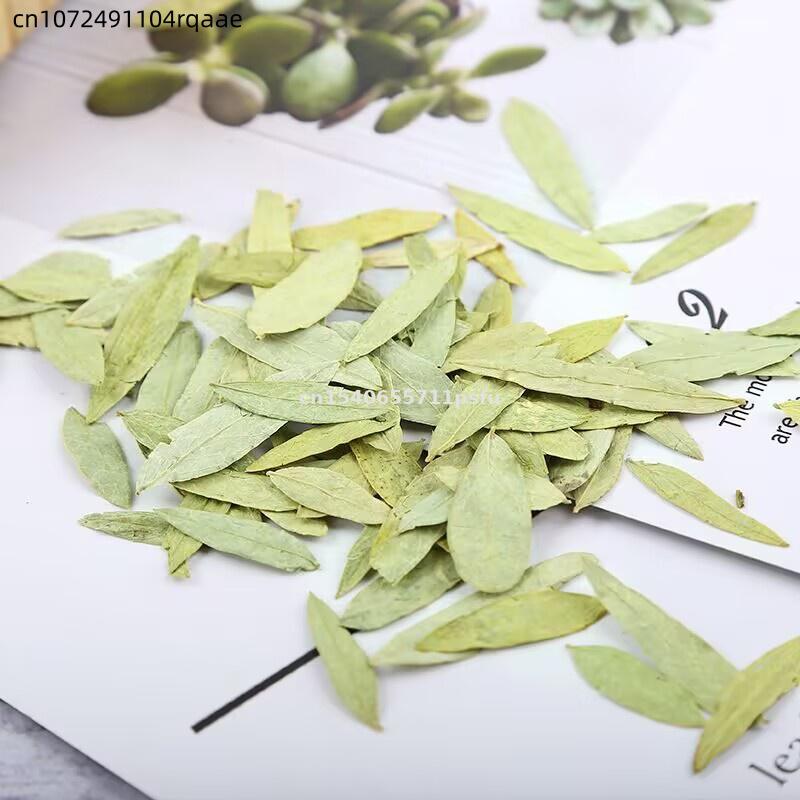 أوراق ومسحوق السنا العضوي الفا - مراجعة Dried Herbs وسعره